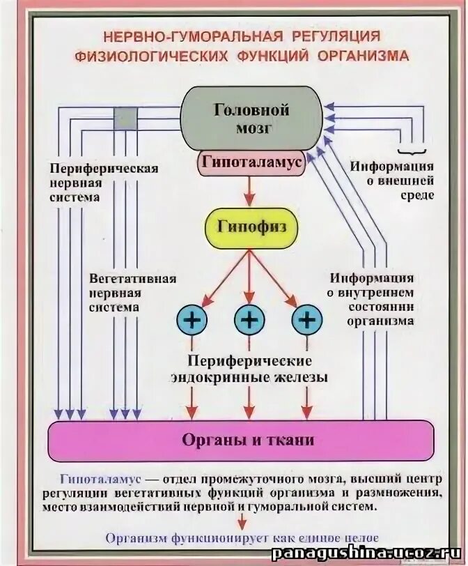 Система регуляции функции органов. Регуляция нервная и гуморальная схема. нервно-гуморальная регуляция функций в организме. схема нейрогуморальной регуляции организма. регуляция физиологических функций организма.