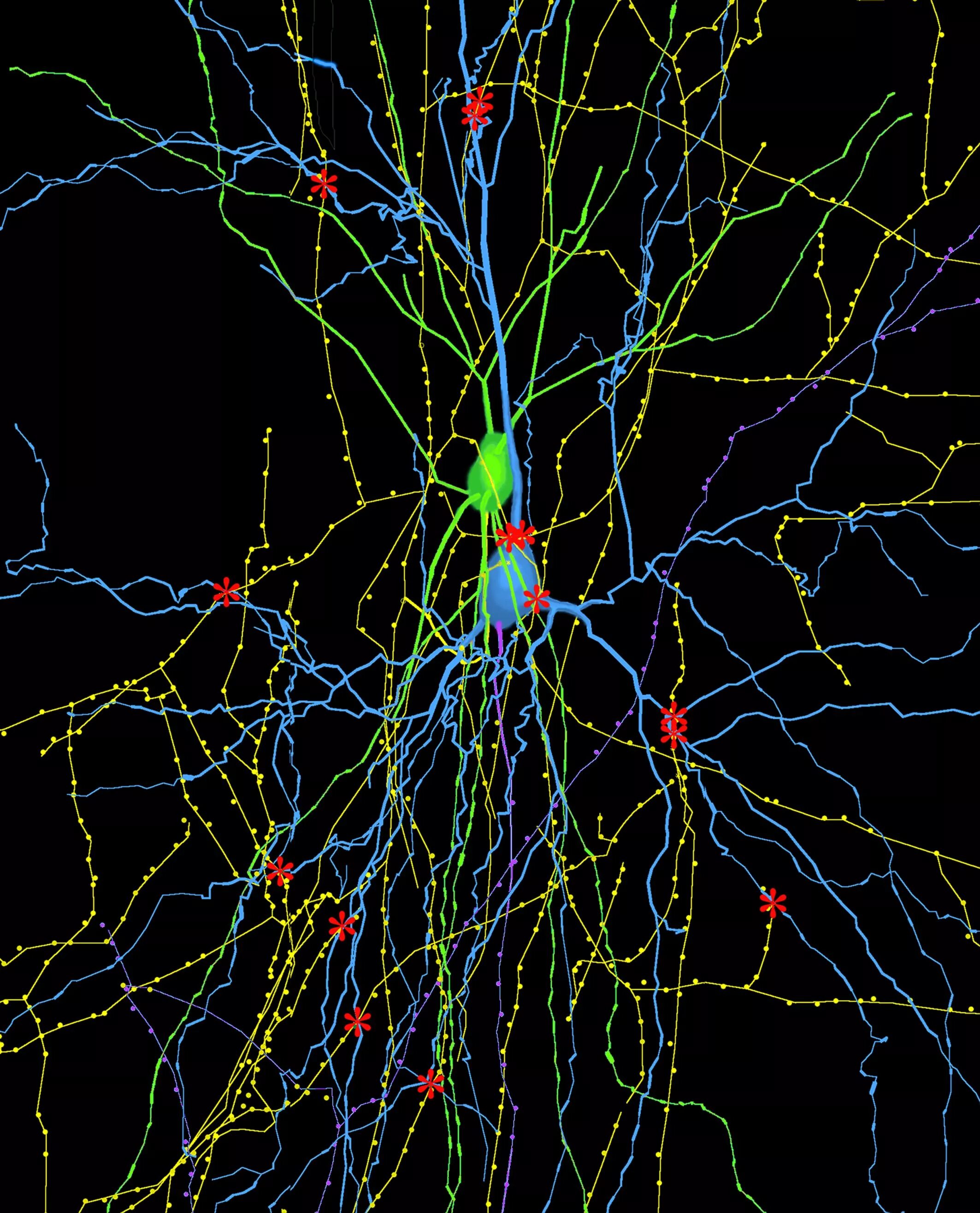 Нейрон клетка головного мозга. Нейронные клетки головного мозга. Нейронные связи в голове. Нейросеть головного мозга.