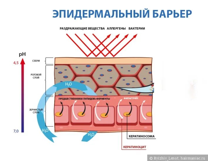 Агрессивные пав. Факторы, повреждающие липидный барьер кожи. Гидролипидная мантия. Липидный барьер. Эпидермальный барьер липидная мантия.