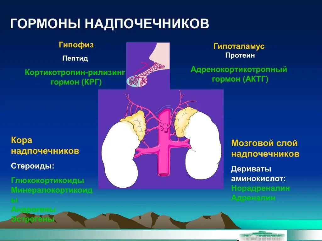 Что выделяют надпочечники. Гормоны коры надпочечников адреналин. Гормон усиливающий секрецию надпочечников. Гормоны коркового слоя коры надпочечников. Гормоны коркового и мозгового слоя надпочечников.