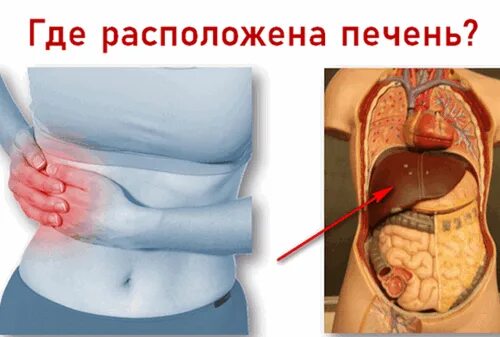 Фото где расположена. Печень у человека расположена. Где находится печень у человека фото. Где расположение печени.