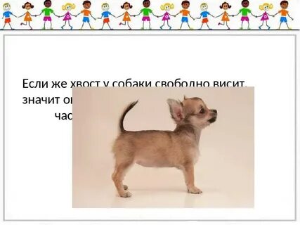 Зачем собаке хвост