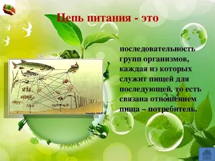 Отчет день экологических знаний в детском саду