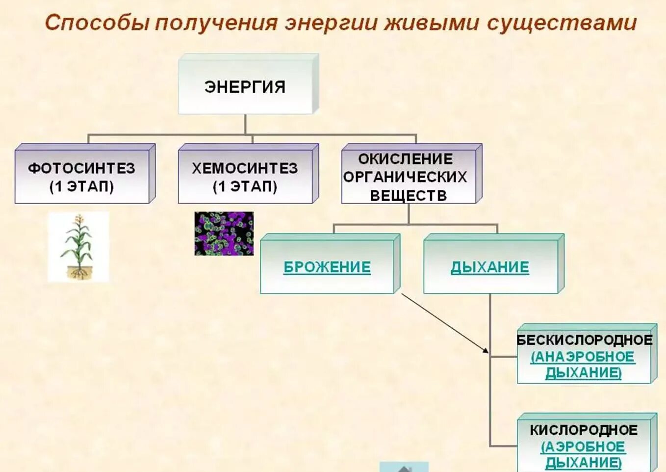 Живое существо таблица. Способы получения энергии живыми существами. Способы получения энергии живыми организмами. Методы получения энергоносителей. Способы получения энергии в организме.