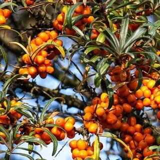 Hippophae rhamnoides