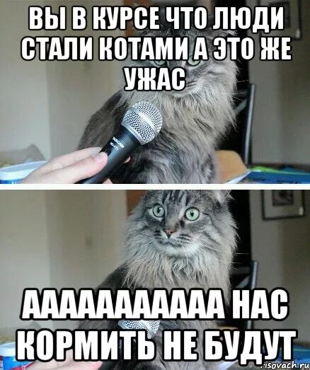 Как стать котом. Вставай корми кота. полина вставай кот. как стать котом если ты человек.