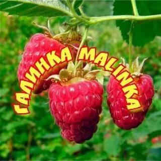 Малинка галинка о уралочке ольге ютуб