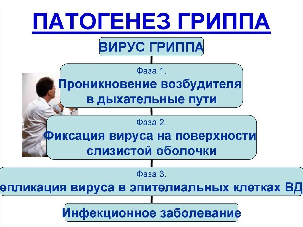 Вирусная инфекция грипп патогенез. Структурно-логическую схему гриппа. Патогенез вируса гриппа. Грипп этиология эпидемиология клиника. К какой инфекции относится грипп