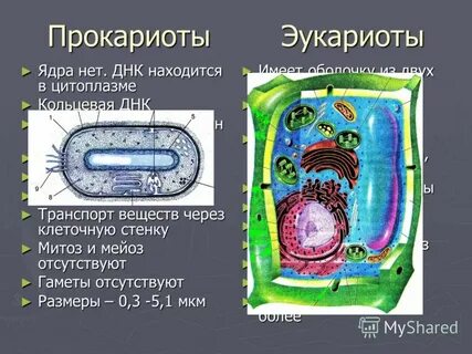 Клеточная структура эукариоты и прокариоты