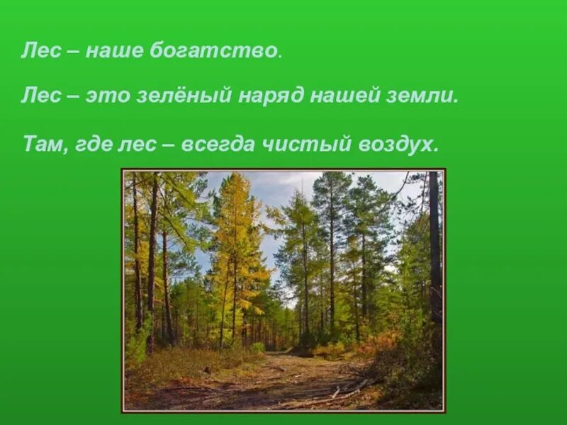 Лес наше богатство. Презентация на тему лес. Лес-наше богатство презентация. Проект лес наше богатство. 1 лес наше богатство