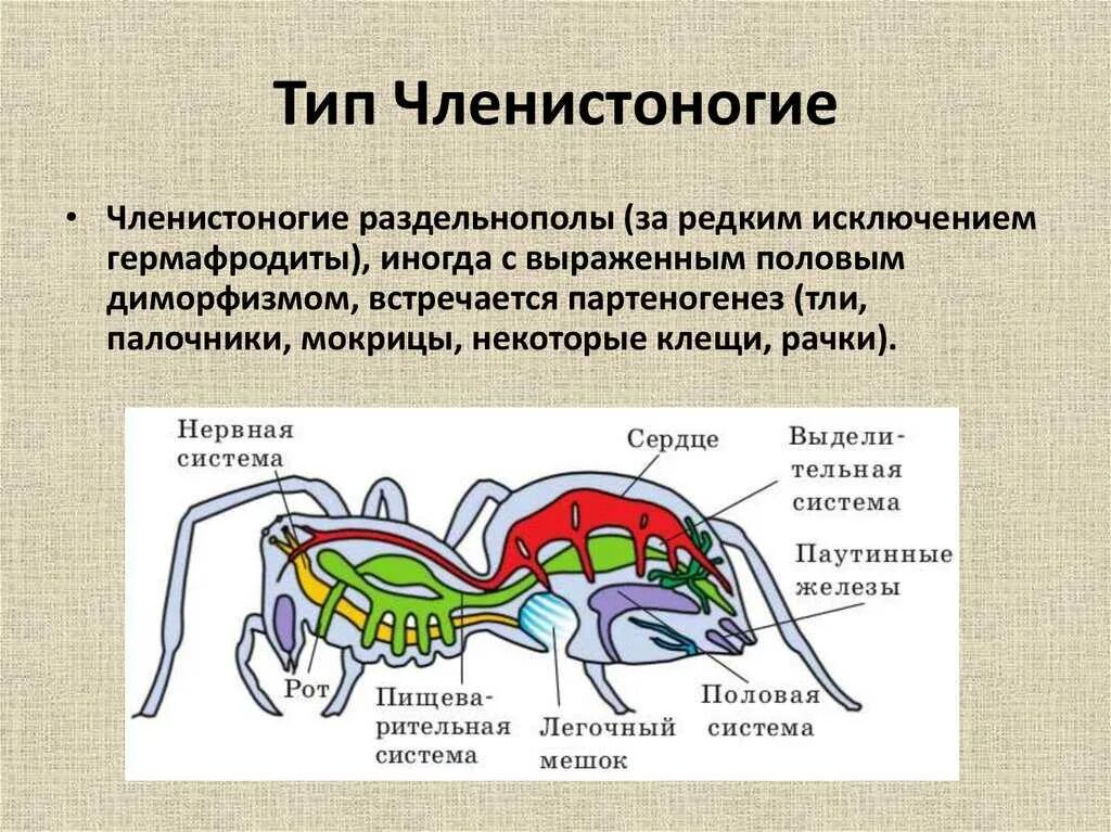 Членистоногие черви примеры. Тип Членистоногие. Внутреннее строение членистоногих. Тип Членистоногие Arthropoda. Членистоногие раздельнополые.