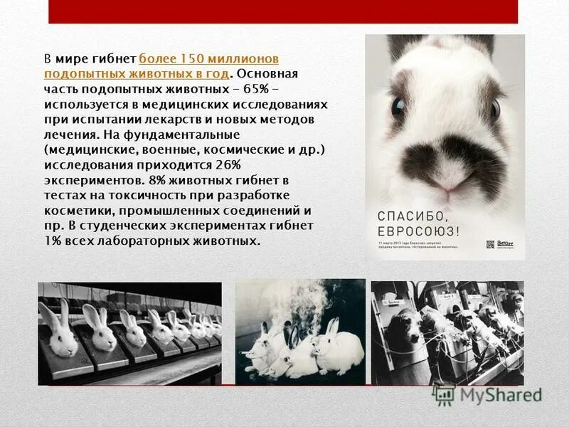 Эксперименты проводимые на животных. Проведение экспериментов на животных. опыты над лабораторными животными.