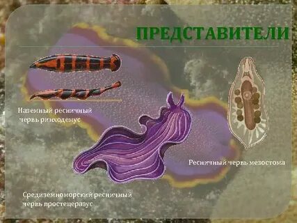 Строение тела ресничных червей