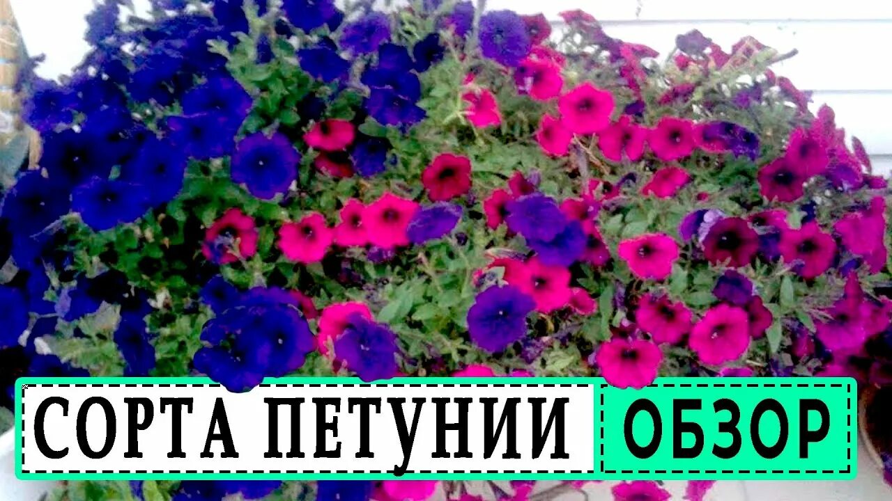 Чем отличается петуния. Петуния Эвенинг сенсейшен. Петунья ампельная сорта. Петуния ампельная и каскадная отличие. Различия петунии каскадной и ампельной.