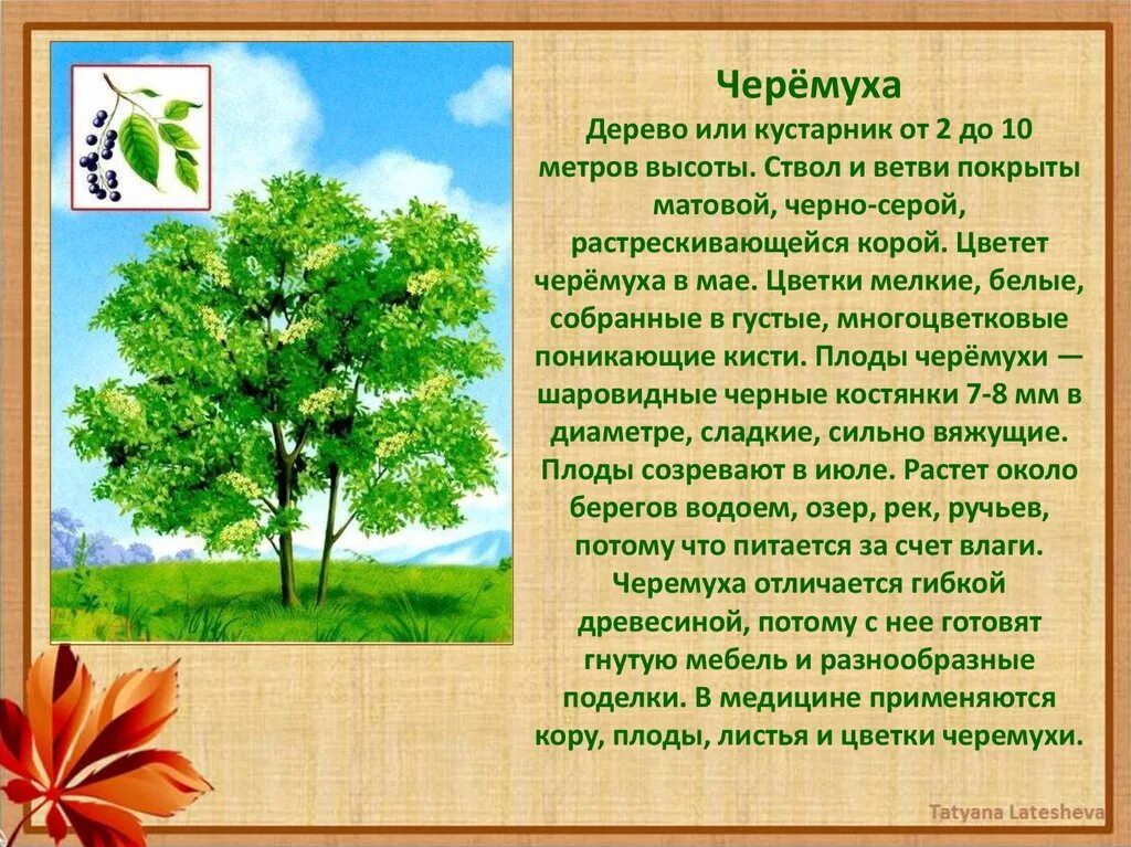 Описание дерева красиво. Дерево для презентации. Описание дерева. Деревья и кустарники.