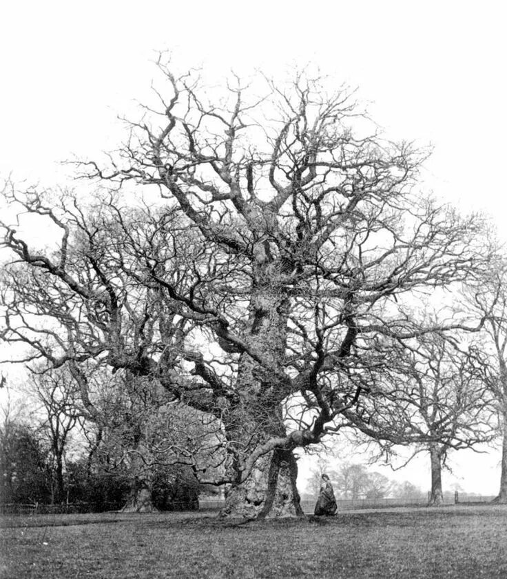 Old oak tree. Oak elder. sweet lorenz cherry vikipediya.