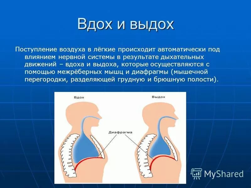 Последовательность поступления воздуха в организм