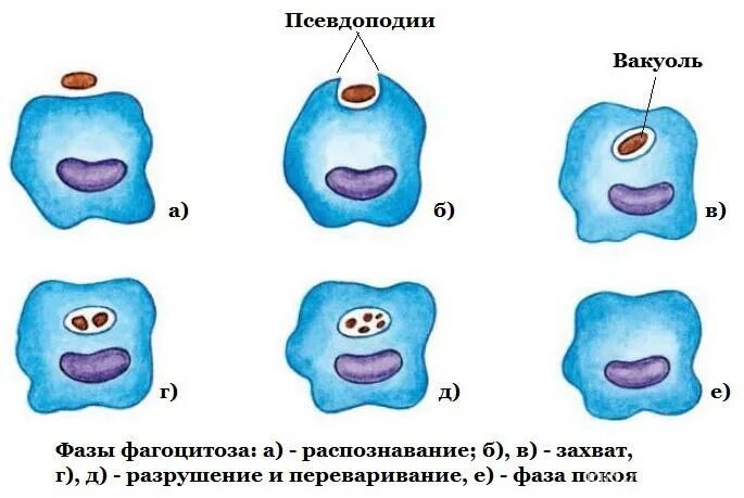 Фагоцитоз. Фагоцитоз лейкоцитов. Схема фагоцитоза. Фагоцитоз рисунок.