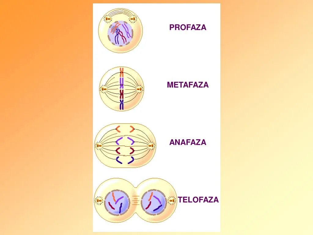 Телофаза мейоза 2. Мейоз 1 телофаза 1. Профаза 1 и профаза 2. Метафаза мейоза 1.