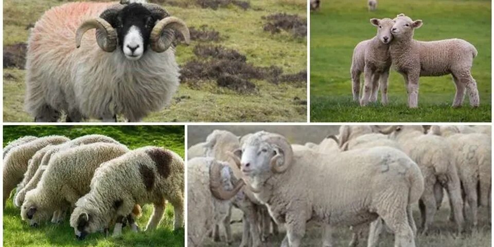 Овечки и барашки разница. Семья овец. Овца и баран разница. Овечки и барашки разница. Отличие барана от овцы.