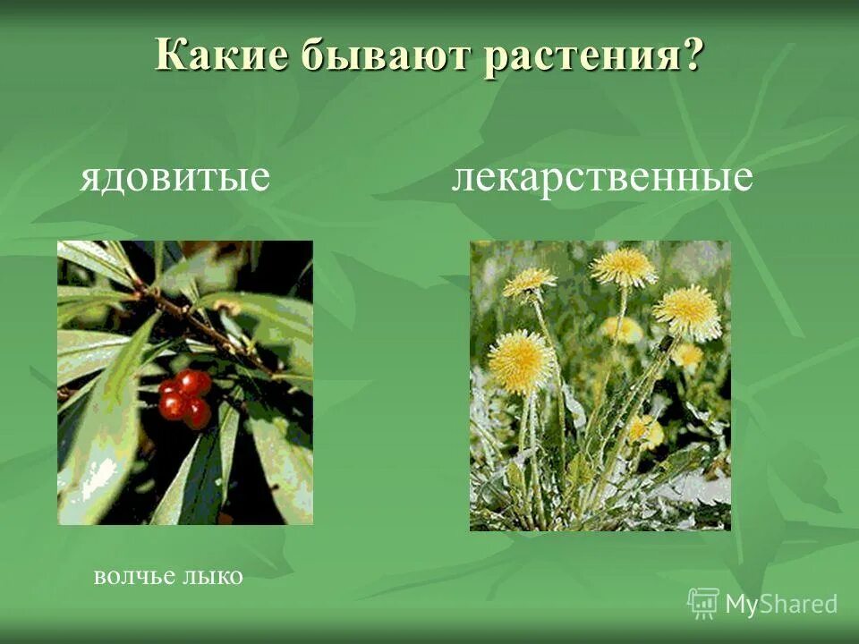 Тема жизнь растений. Какие бывают растения. Растения какие бывают растения. Какие какие растения бывают. Какие растения бывают на земле.