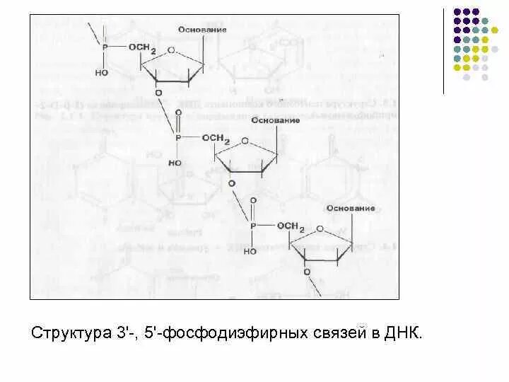 Фосфодиэфирные связи в ДНК. 3 5 Фосфодиэфирная связь РНК. Фосфодиэфирная связь в ДНК. Гидролиз фосфодиэфирной связи.