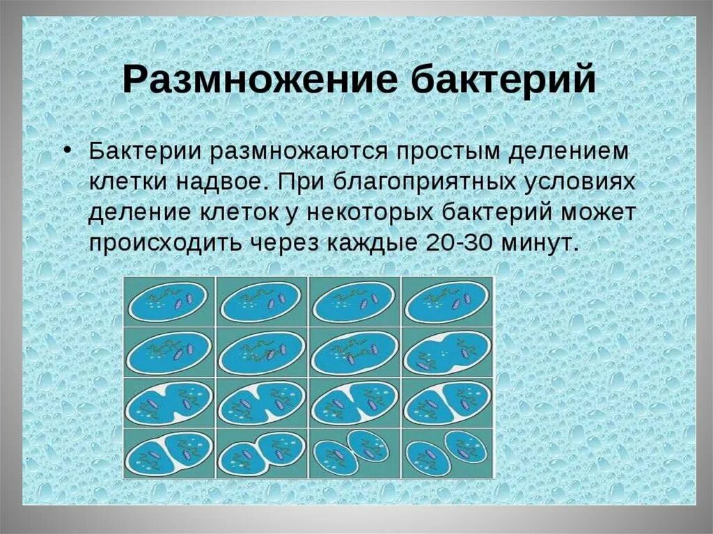 У бактерий при неблагоприятных условиях жизни. Размножение бактерий 5 класс. Размножение бактерий 6 класс биология кратко. Как происходит размножение бактерий. Размножение бактерий бактерий 5 класс биология.