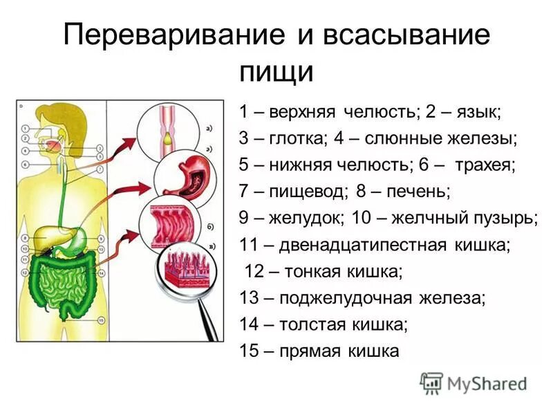 Процесс переваривания пищи. Переваривание и всасывание пищи. Переваривание и всасывание в желудке. Процесс переварения пищи организма. Всасывание воды происходит в желудке