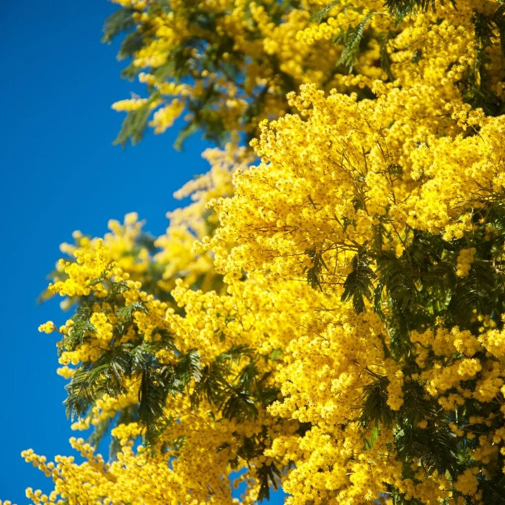 Где цветет мимоза в россии. Акация серебристая Мимоза. Acacia dealbata (Акация). Акация Мимоза дерево. Серебряная Акация Мимоза.