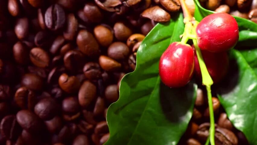 Плоды кофе. Кофейный плод. Плоды кофейного дерева. Кофейная ягода. Кофейные плоды