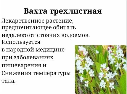 Лекарственные растения краснодарского края фото