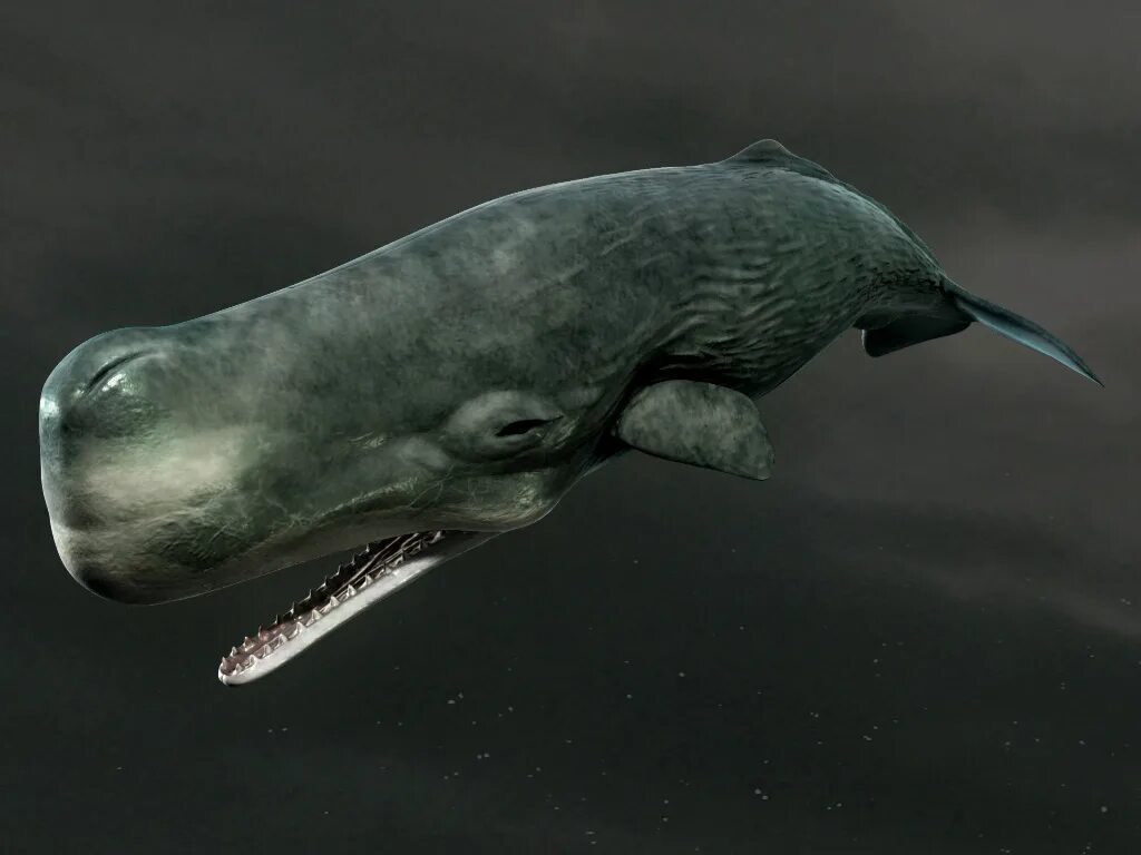 Кашалот Левиафан Мелвилла. Доисторический кит Левиафан Мелвилла. Левиафан Мелвина. Левиафан кит.