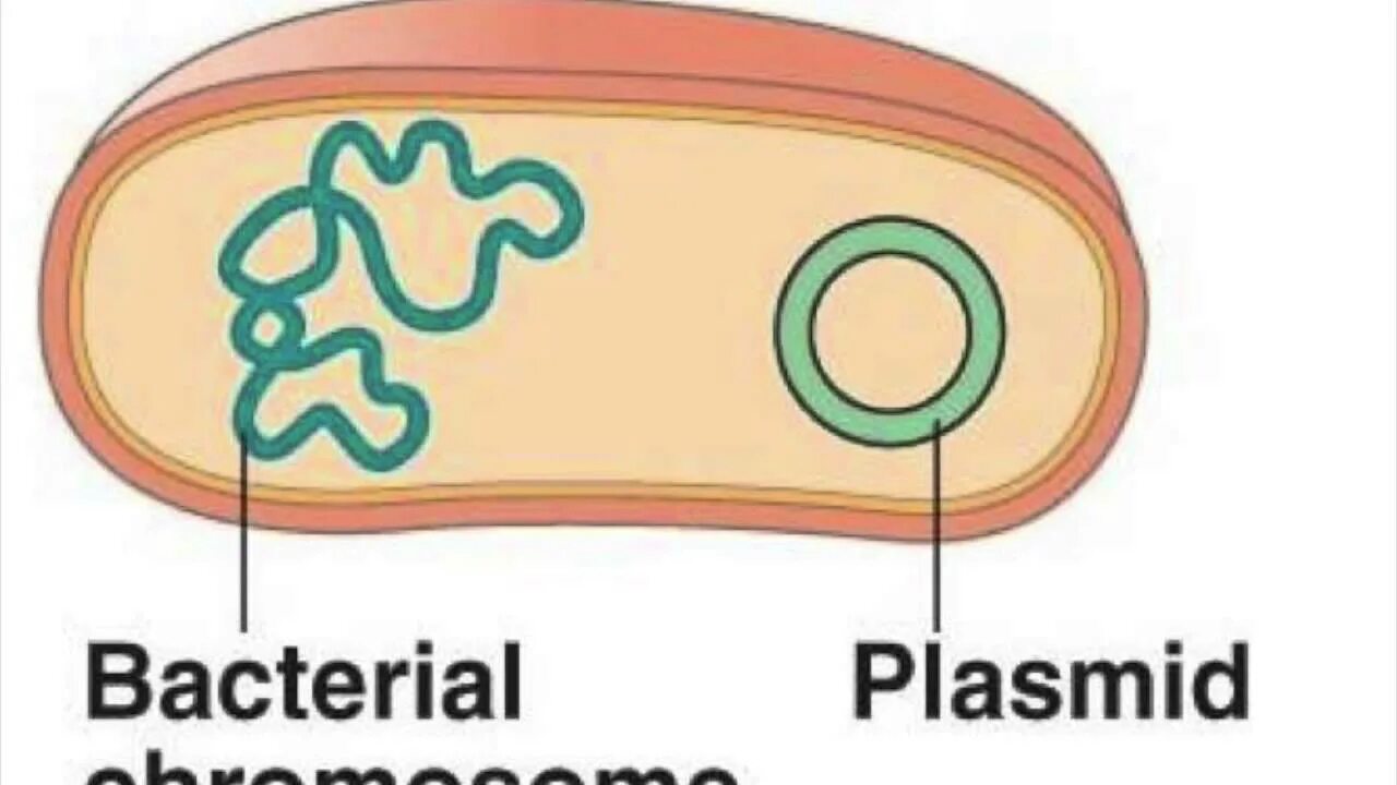 Кольцевая днк плазмиды. Плазмиды. Плазмиды бактерий. Строение клетки бактерии плазмида.
