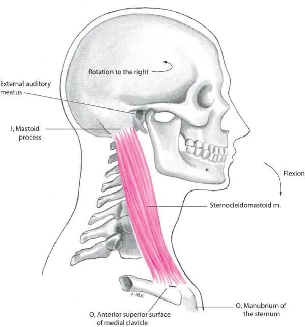 Anatomie d une chute