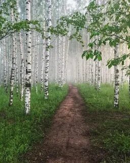 Среди белых берез