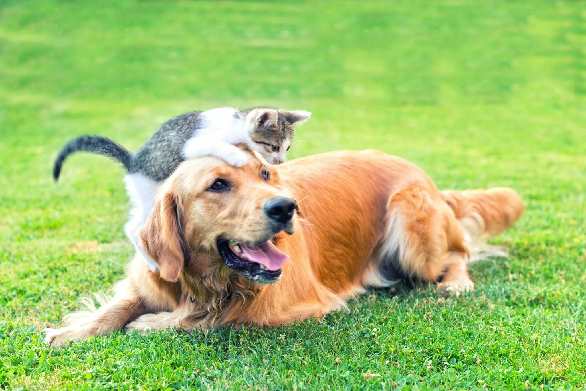 Собака и кошка вместе. Cat dog home. Фото кошки и собаки вместе. Cat dog home. Собака и кошка вместе.