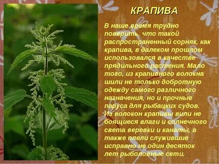Крапива 2 класс