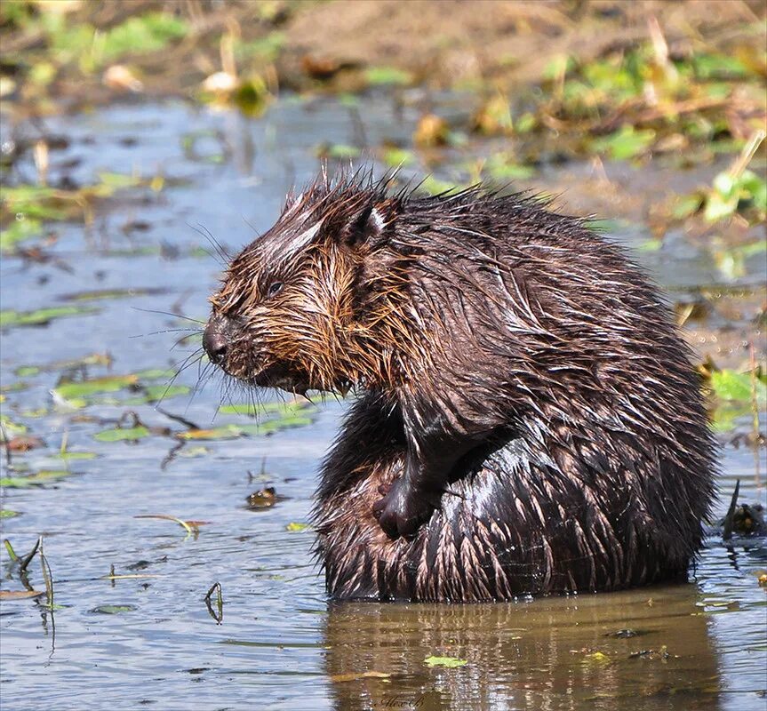 Бобр и бобриха. Бобр (castor fiber linnaeus, 1758). Бобр и бобрята. Речной бобр. Речной бобр.