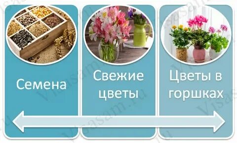 Можно ли в самолет растения