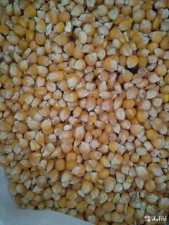Ладожская кукуруза
