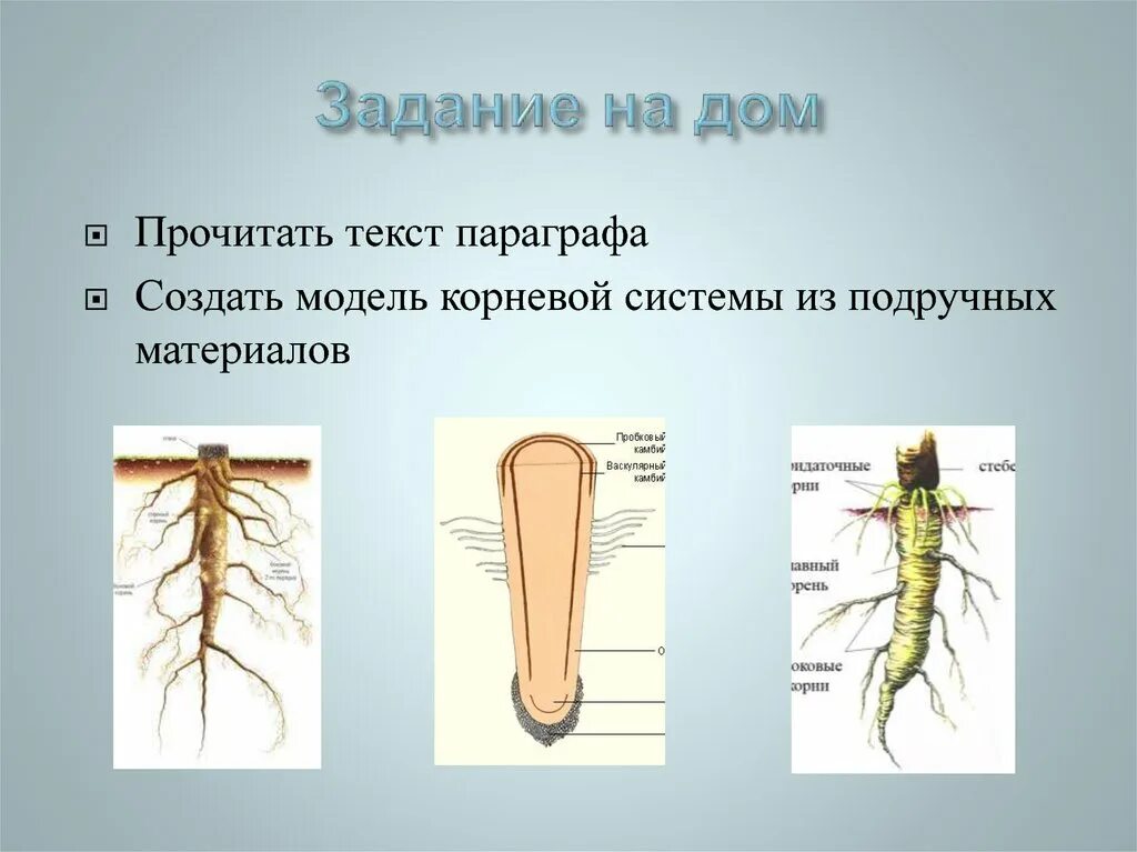 Задания строение корня. Макет корневых систем. Строение корня макет. Строение корня зоны. Органы растения корень зоны.