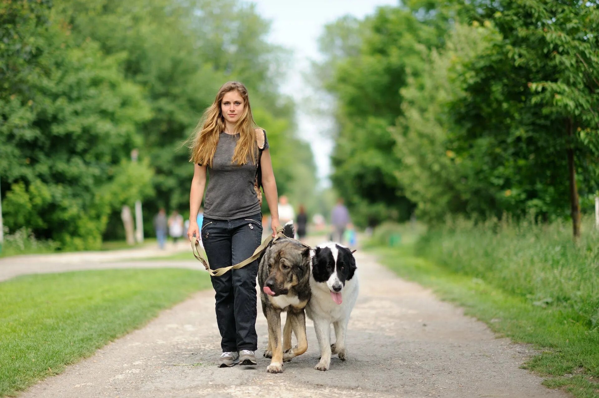 Сколько стоит погулять. Девушка гуляет с собакой. Прогулка с собакой. Гулять с собакой. Человек с собакой на поводке.