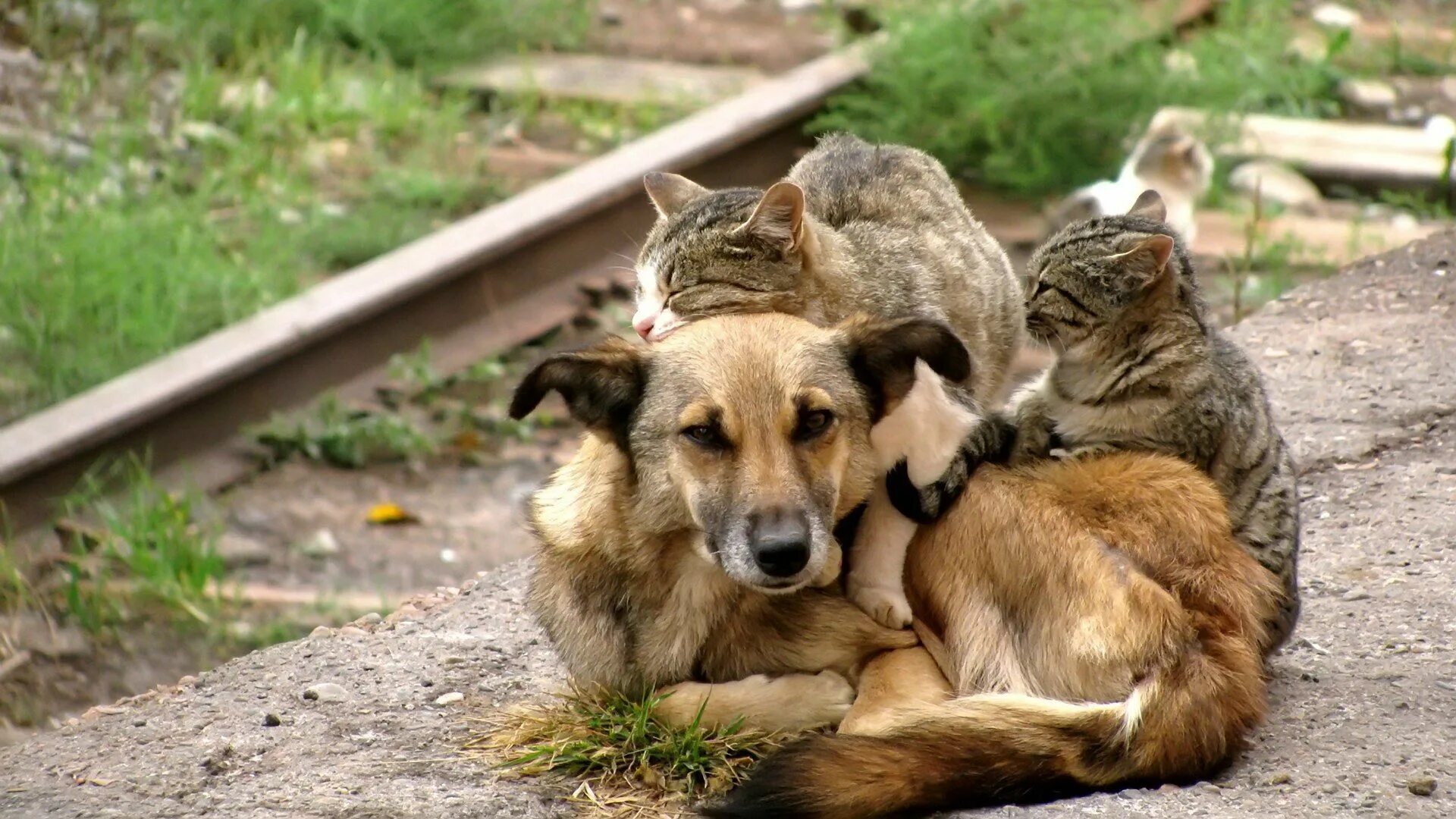 Добро кошка. Бездомные животные. Бродячие животные. Бездомные собаки. Бездомные кошки и собаки.