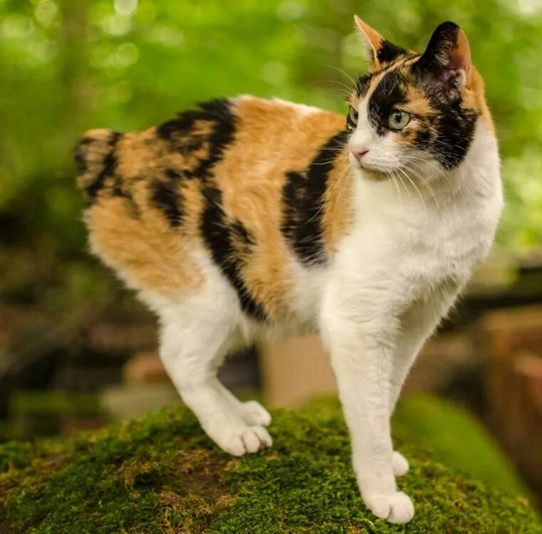 Фотографии японских кошек. Японский бобтейл. Японский бобтейл кошка. Бобтейл Мэнкс. Японский бобтейл короткошёрстный.