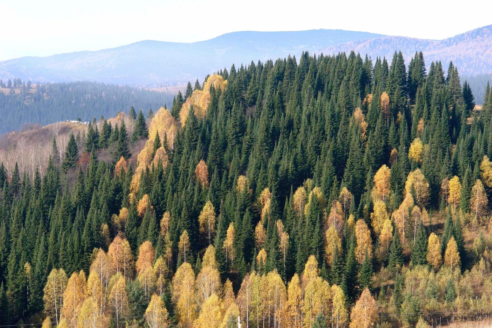 Кузбасс фото. Тайга Кемеровская область лес. Природа Кузбасса Кемерово. Кемеровская область Кузбасс природа. Природа Тайга Кемеровской области.