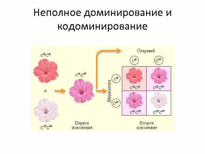 Доминирование неполное доминирование кодоминирование. Неполное доминирование примеры. Неполное доминирование это в генетике. Неполное доминирование схема.