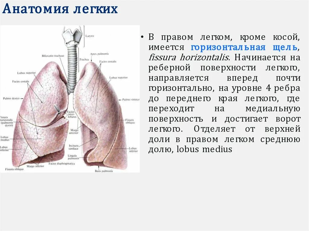 Строение легких конспект. Строение легких конспект