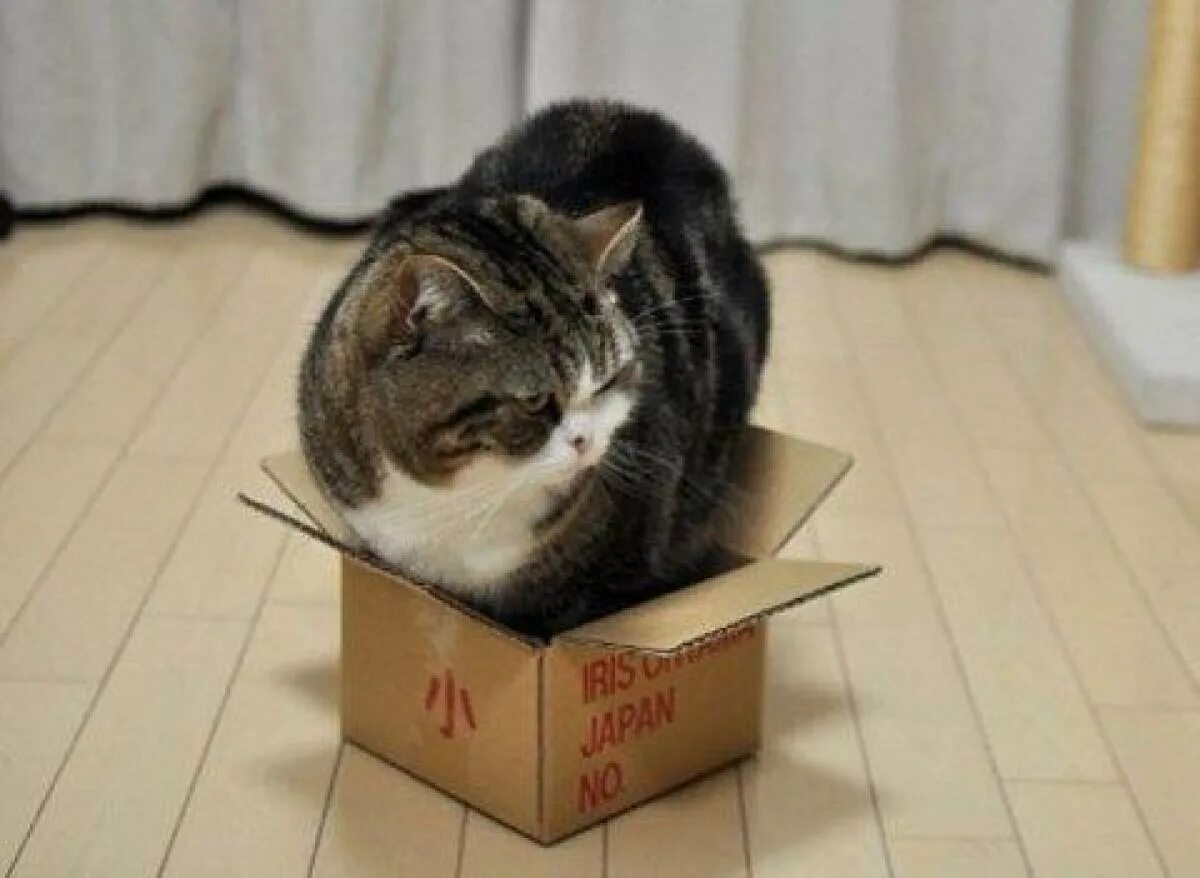 Почему коты любят коробки. Коробка для кота. кошки в коробках. коты в коробке. кот в маленькой коробке.