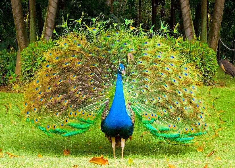 павлины в тропических лесах. павлин шри ланки. павлин шри ланка. павлин живет в тропическом лесу или саванне. в саванне или в тропическом лесу.