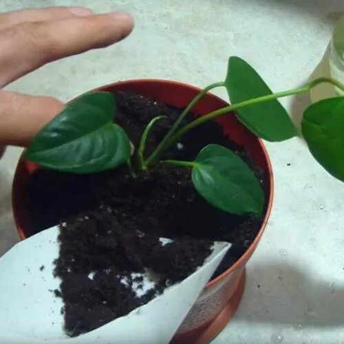 Антуриум реанимация. Антуриум воздушные корни. Пересадка антуриума полив. Пересадка антуриума полив. Антуриум замиокулькас.